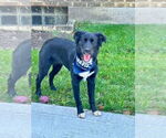 Small #6 Borador