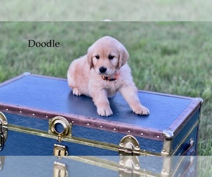 Golden Retriever Puppy for Sale in MC DOWELL, Virginia USA