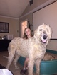 Small Photo #1 Irish Wolfhound Puppy For Sale in LAKE JACKSON, TX, USA