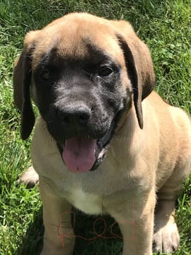 Medium Photo #1 Mastiff Puppy For Sale in ROCHESTER, MI, USA