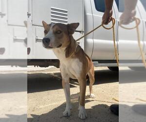 American Pit Bull Terrier-Siberian Husky Mix Dogs for adoption in Bakersfield, CA, USA