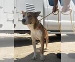 Small American Pit Bull Terrier-Siberian Husky Mix