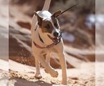 Small Photo #160 Pointer-Unknown Mix Puppy For Sale in Kanab, UT, USA