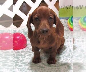 Dachshund Puppy for sale in RATTAN, OK, USA
