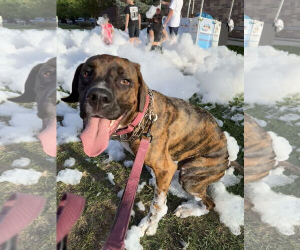 Medium Photo #1 Boxer-Unknown Mix Puppy For Sale in Fort Collins, CO, USA