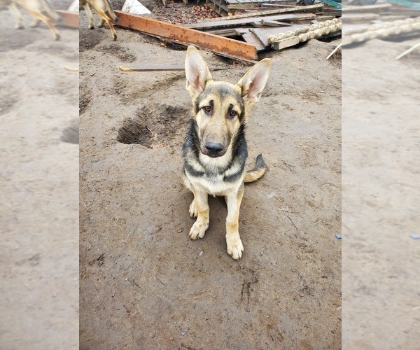 Medium Photo #4 German Shepherd Dog Puppy For Sale in PORTAGE, IN, USA