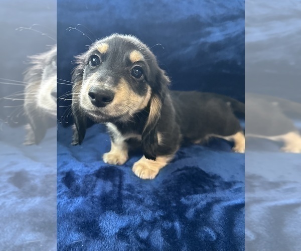 Medium Photo #9 Dachshund Puppy For Sale in MEMPHIS, TN, USA