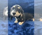 Small #8 Dachshund
