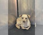 Small Chihuahua Mix