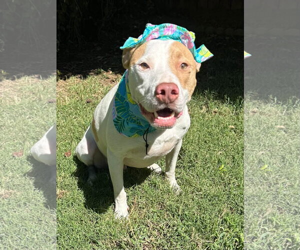 Medium Photo #5 American Pit Bull Terrier-Unknown Mix Puppy For Sale in Redlands, CA, USA