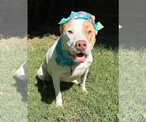Kirby - Male American Pit Bull Terrier-Unknown Mix Dog for Adoption - Photo #5