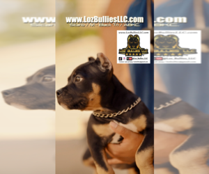 American Bully Puppy for sale in GREELEY, CO, USA