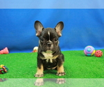 Small Photo #1 French Bulldog Puppy For Sale in HICKORY, NC, USA