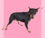Small Beauceron-Rottweiler Mix