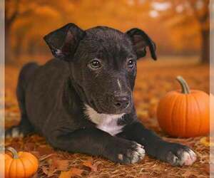 Rigley 26/793 - Male American Pit Bull Terrier-Unknown Mix Dog for Adoption - Photo #6