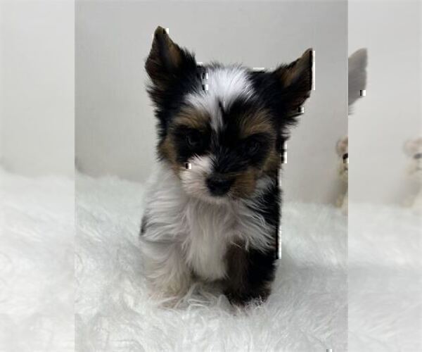 Medium Photo #8 Pomeranian Puppy For Sale in BOCA RATON, FL, USA