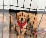 Puppy Puppy 4 Red Golden Retriever