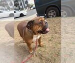 Small #3 Bulldog