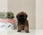 Small #3 Soft Coated Wheaten Terrier