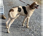Small #2 American Foxhound Mix