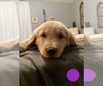 Puppy Purple Golden Retriever