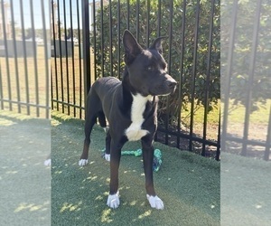 Father of the American Staffordshire Terrier-Siberian Husky Mix puppies born on 09/13/2025