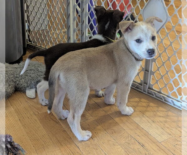 Medium Photo #9 Labsky Puppy For Sale in Princeton, MN, USA