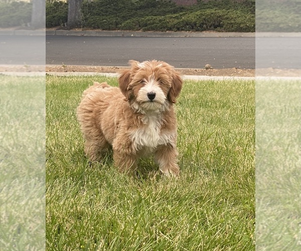 Medium Photo #5 Miniature Bernedoodle Puppy For Sale in SUNNYVALE, CA, USA