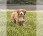 Small Photo #5 Miniature Bernedoodle Puppy For Sale in SUNNYVALE, CA, USA