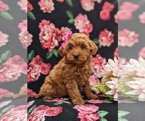 Goldendoodle (Miniature) Puppy for sale in LINCOLN UNIVERSITY, PA, USA