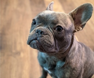 Father of the French Bulldog puppies born on 08/12/2023