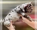 Small #2 French Bulldog