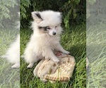 Small #3 Pomeranian
