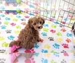 Small #12 Cavapoo (Miniature)-Poodle (Toy) Mix