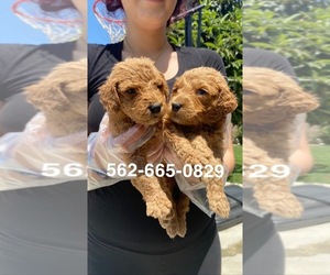 Goldendoodle Puppy for Sale in LA MIRADA, California USA