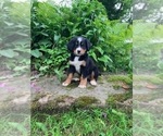 Puppy Mr Black Bernese Mountain Dog