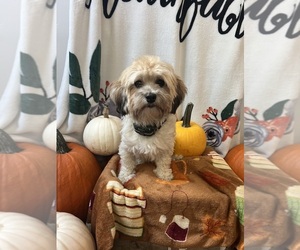 Mother of the Cocker Spaniel-Havanese Mix puppies born on 12/15/2025