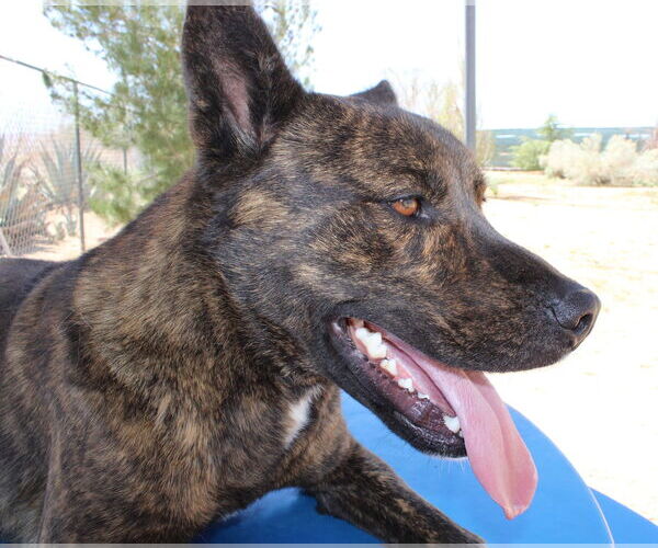 Medium Photo #10 Holland Shepherd-Unknown Mix Puppy For Sale in Apple Valley, CA, USA