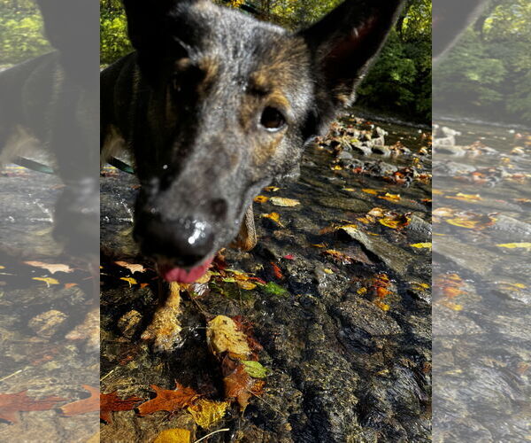 Medium Photo #2 German Shepherd Dog Puppy For Sale in Kankakee, IL, USA
