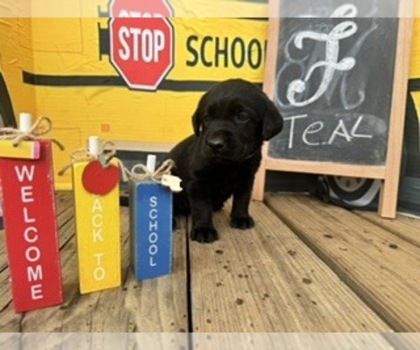 Medium Photo #1 Labrador Retriever Puppy For Sale in MAYSVILLE, GA, USA