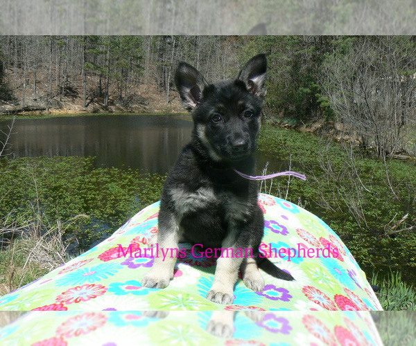 Medium Photo #3 German Shepherd Dog Puppy For Sale in PIEDMONT, MO, USA