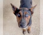 Small #2 Mutt
