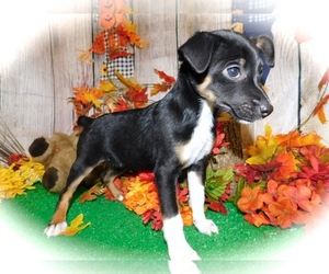 American Rat Pinscher Puppy for sale in HAMMOND, IN, USA