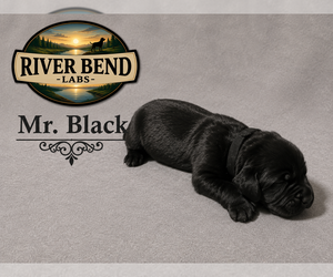Medium Labrador Retriever