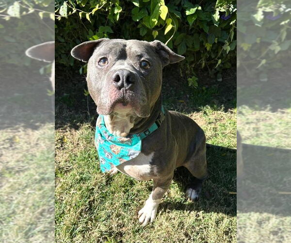 Medium Photo #3 American Pit Bull Terrier-Unknown Mix Puppy For Sale in Redlands, CA, USA