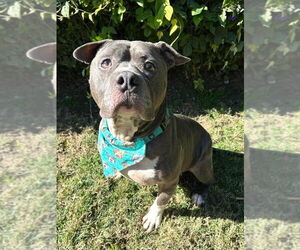 Storm - Male American Pit Bull Terrier-Unknown Mix Dog for Adoption - Photo #3