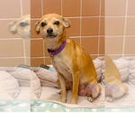 Small #6 Chihuahua Mix