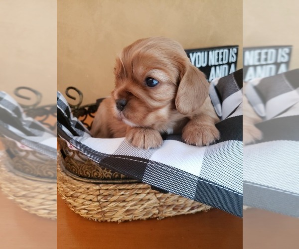 Medium Photo #3 Cavalier King Charles Spaniel Puppy For Sale in MEMPHIS, NY, USA