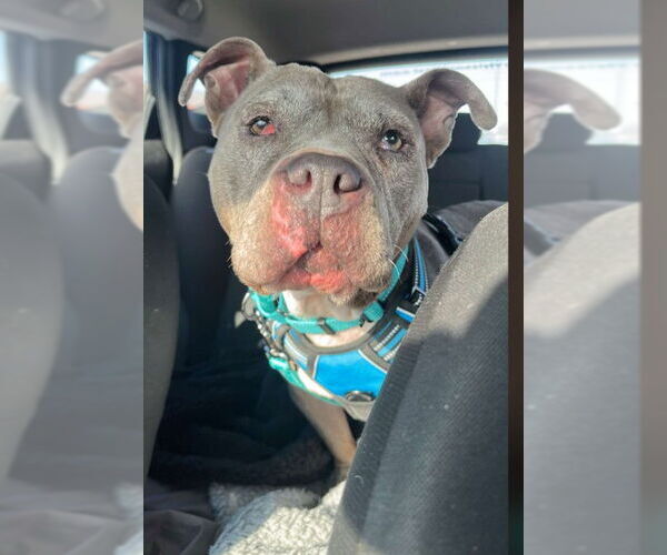 Medium Photo #3 Mutt Puppy For Sale in Sheboygan, WI, USA