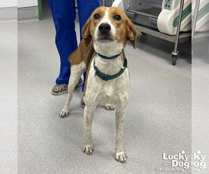 Mutt Dogs for adoption in Washington, DC, USA